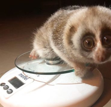 British Airways Helps Save Nora the Slow Loris... And Other Tales of Cute Airline Animal Antics