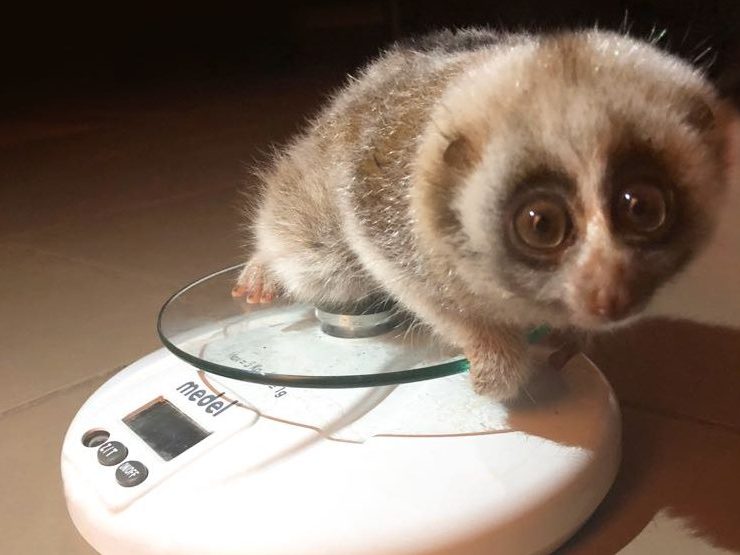 British Airways Helps Save Nora the Slow Loris... And Other Tales of Cute Airline Animal Antics