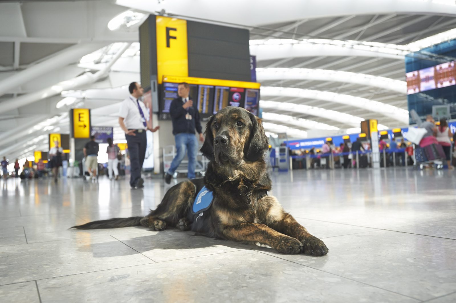 a dog lying on the floor in an airport