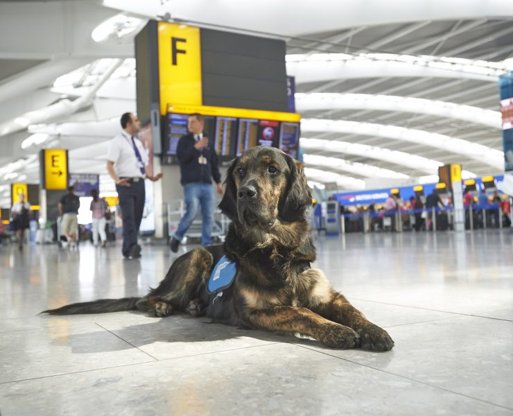 a dog lying on the floor in an airport