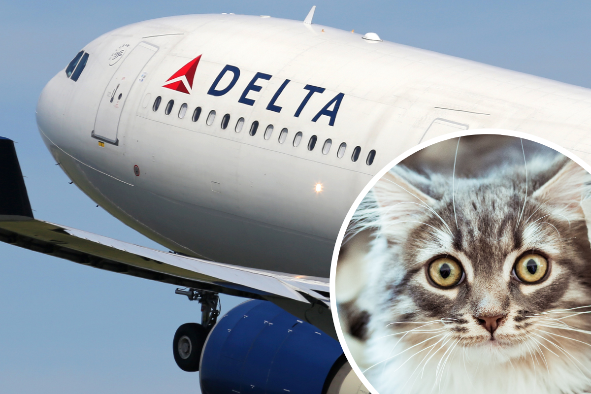 A Female Passenger Reportedly Did WHAT to Her Cat On a Delta Air Flight to Atlanta?