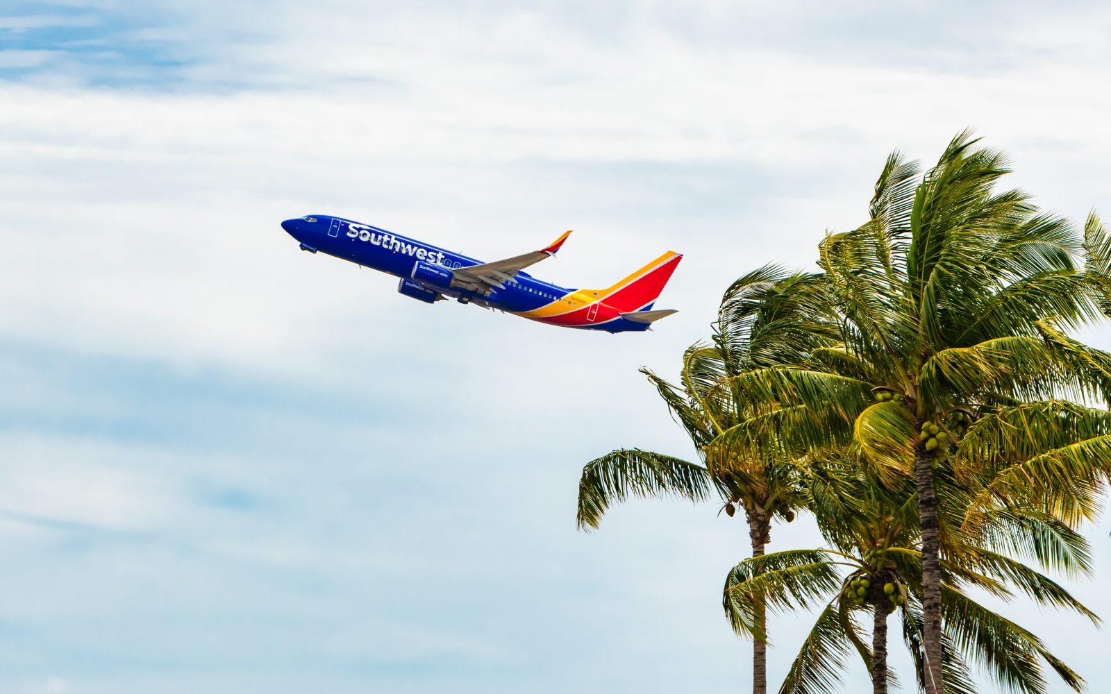 a plane flying over palm trees