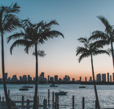 a group of palm trees by a body of water with a city in the background