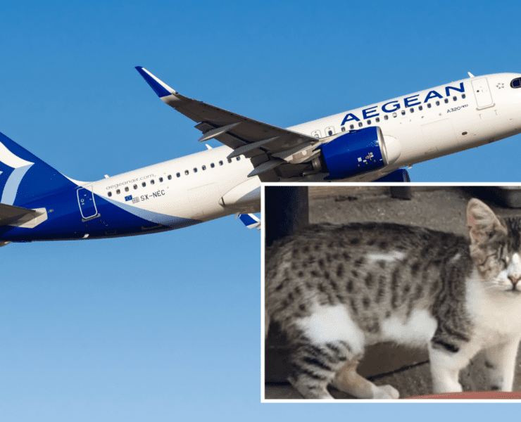 a cat and airplane in the sky