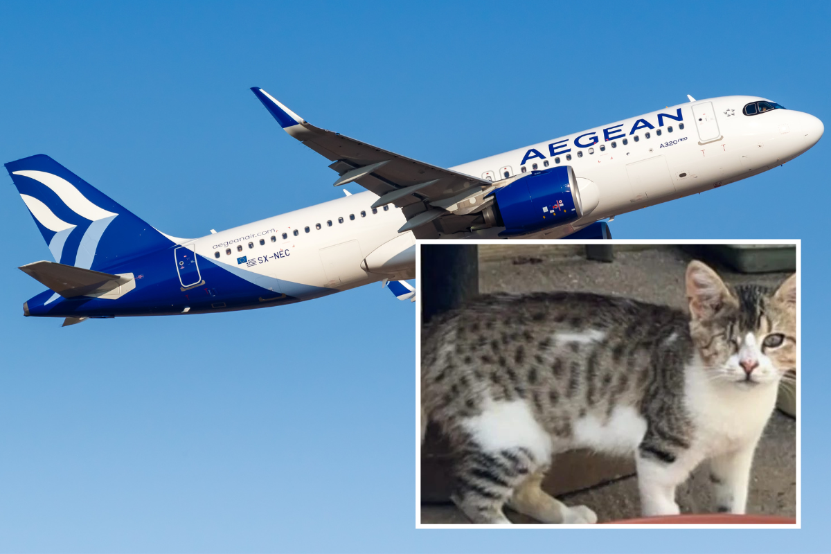 a cat and airplane in the sky