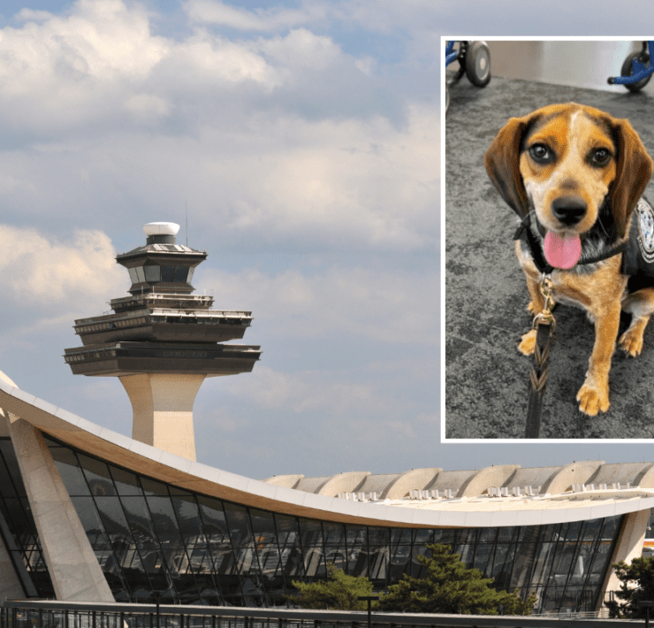a dog standing on a stick next to a building