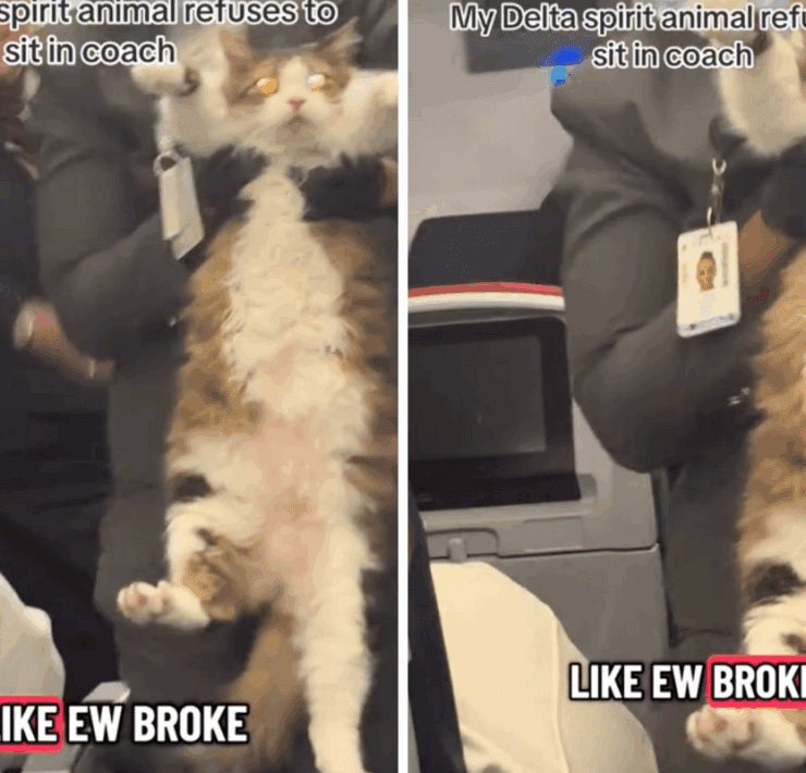 a cat being held by a flight attendant on a delta air lines flight