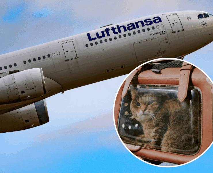 a lufthansa airplane in the sky with an inset picture of a domestic cat in a pet holder