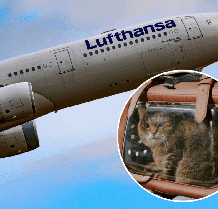 a lufthansa airplane in the sky with an inset picture of a domestic cat in a pet holder
