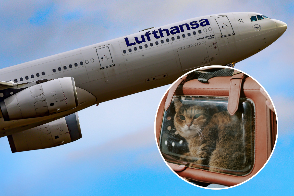 a lufthansa airplane in the sky with an inset picture of a domestic cat in a pet holder
