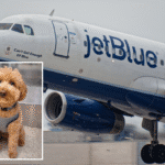 a dog standing next to a jet plane