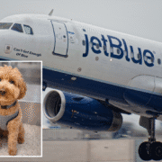 a dog standing next to a jet plane