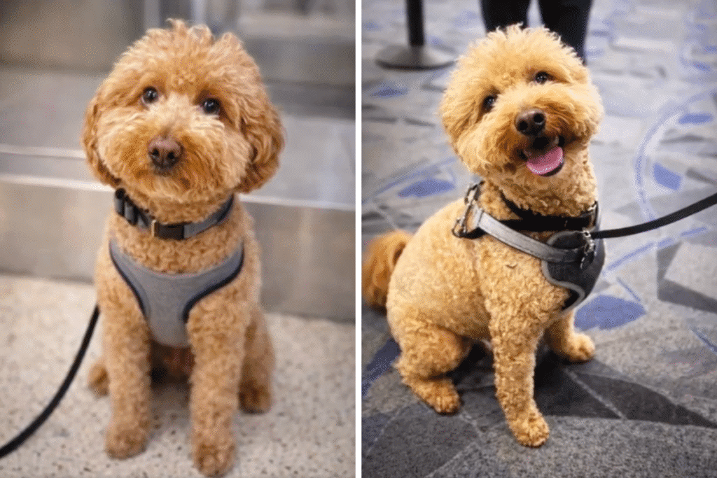 a dog wearing a harness