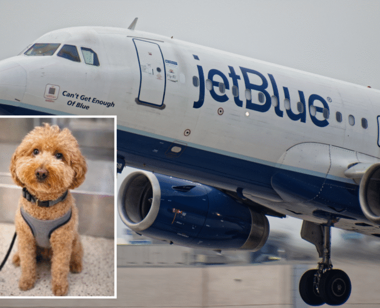 a dog standing next to a jet plane