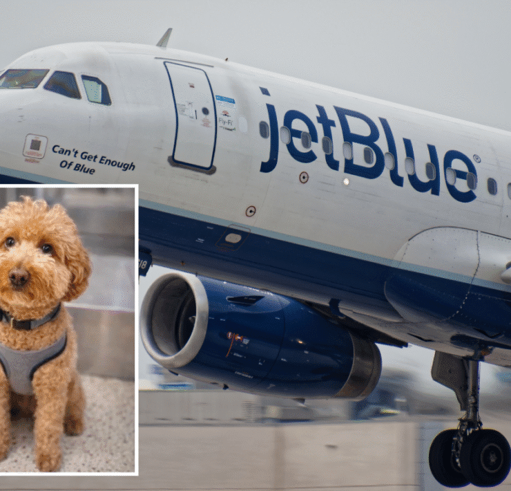 a dog standing next to a jet plane
