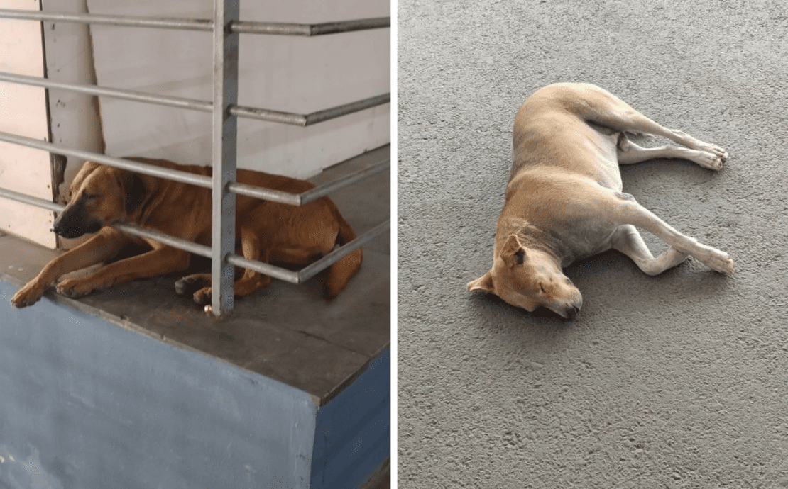 a montage of two stray dogs at delhi airport
