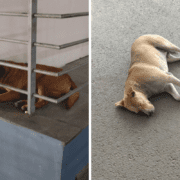 a montage of two stray dogs at delhi airport