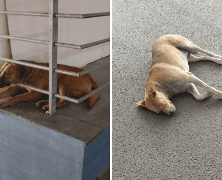 a montage of two stray dogs at delhi airport