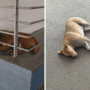 a montage of two stray dogs at delhi airport