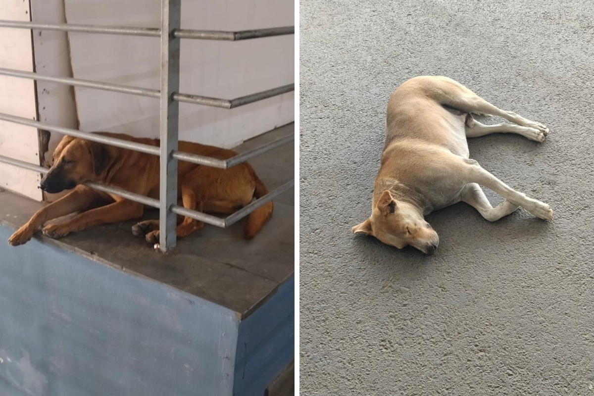 a montage of two stray dogs at delhi airport