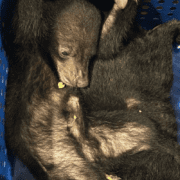 Rare bears stopped at Dubai airport