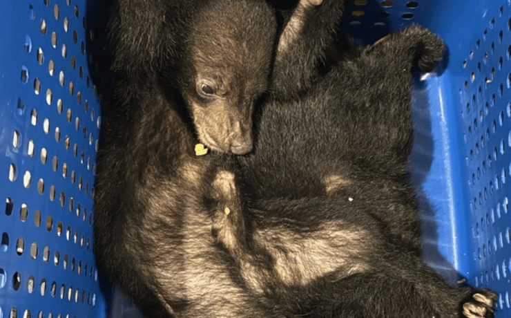 Rare bears stopped at Dubai airport
