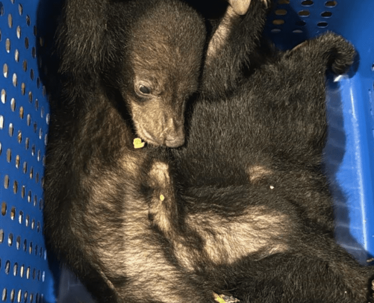Rare bears stopped at Dubai airport