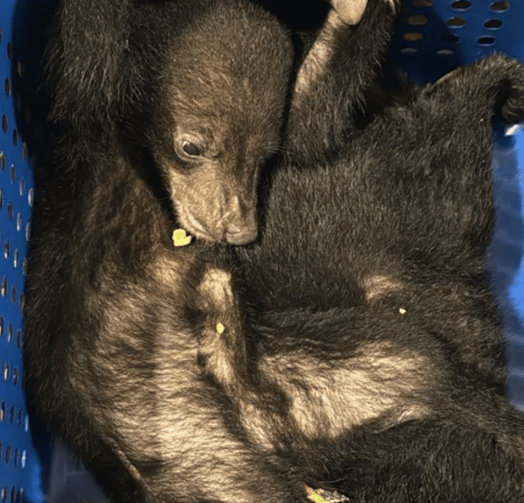 Rare bears stopped at Dubai airport