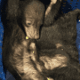 Rare bears stopped at Dubai airport