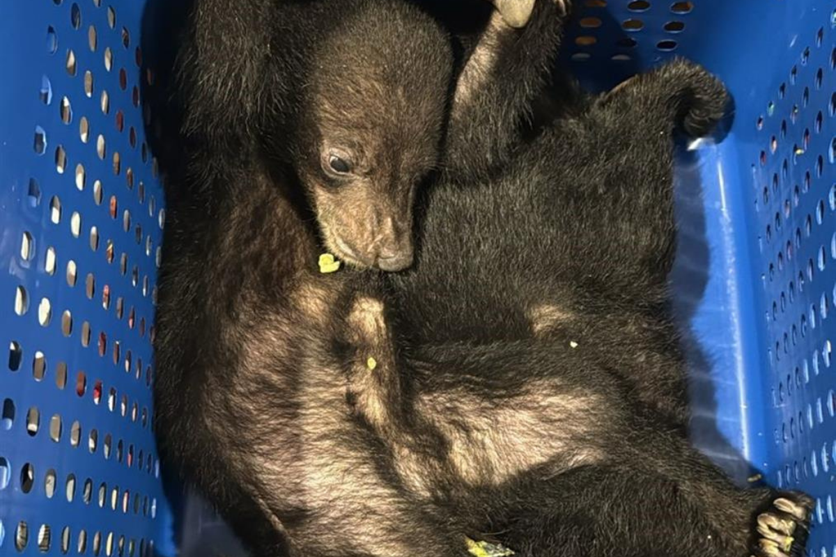 Rare bears stopped at Dubai airport