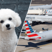 a collage of a bichon frise and several american airlines airplanes