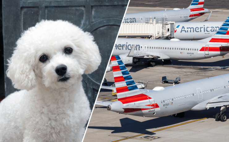 a collage of a bichon frise and several american airlines airplanes