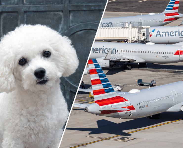 a collage of a bichon frise and several american airlines airplanes