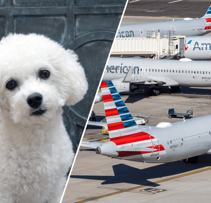 a collage of a bichon frise and several american airlines airplanes