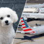 a collage of a bichon frise and several american airlines airplanes