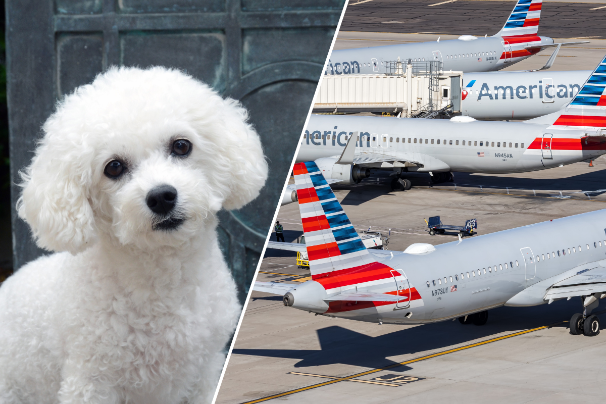 a collage of a bichon frise and several american airlines airplanes
