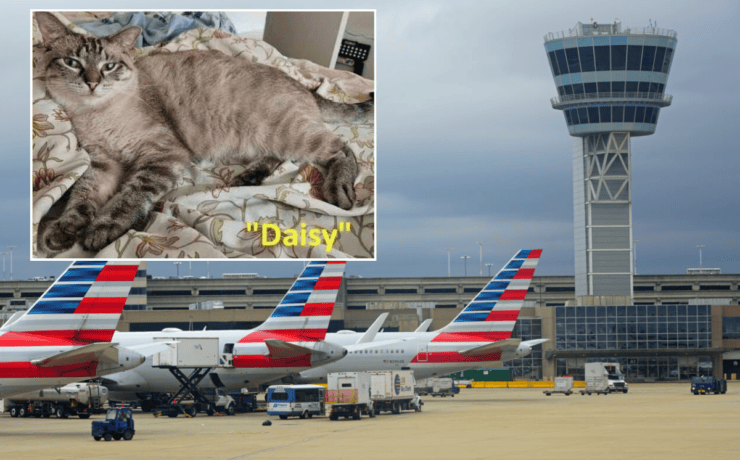a collage of the airfield at philadelphia airport and a missing cat