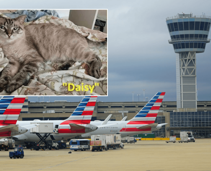 a collage of the airfield at philadelphia airport and a missing cat