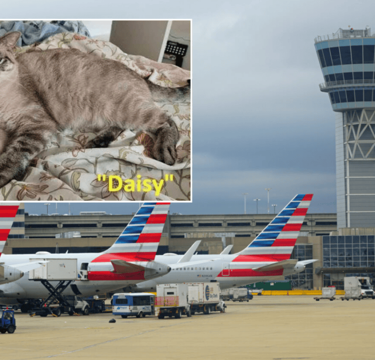 a collage of the airfield at philadelphia airport and a missing cat