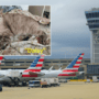 a collage of the airfield at philadelphia airport and a missing cat